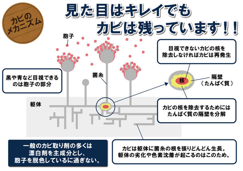 カビのメカニズム